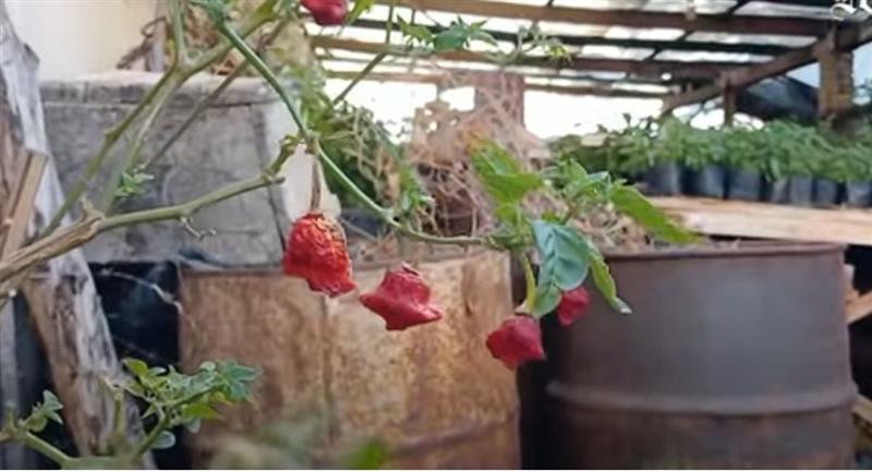 Bolivia cosecha ajíes para sus Capsicum Salsas